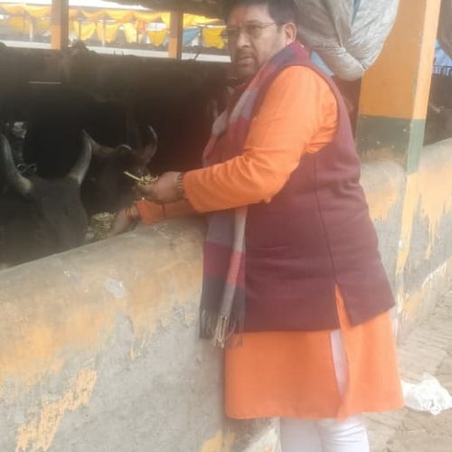 cow services